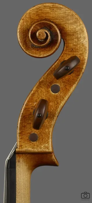 viola